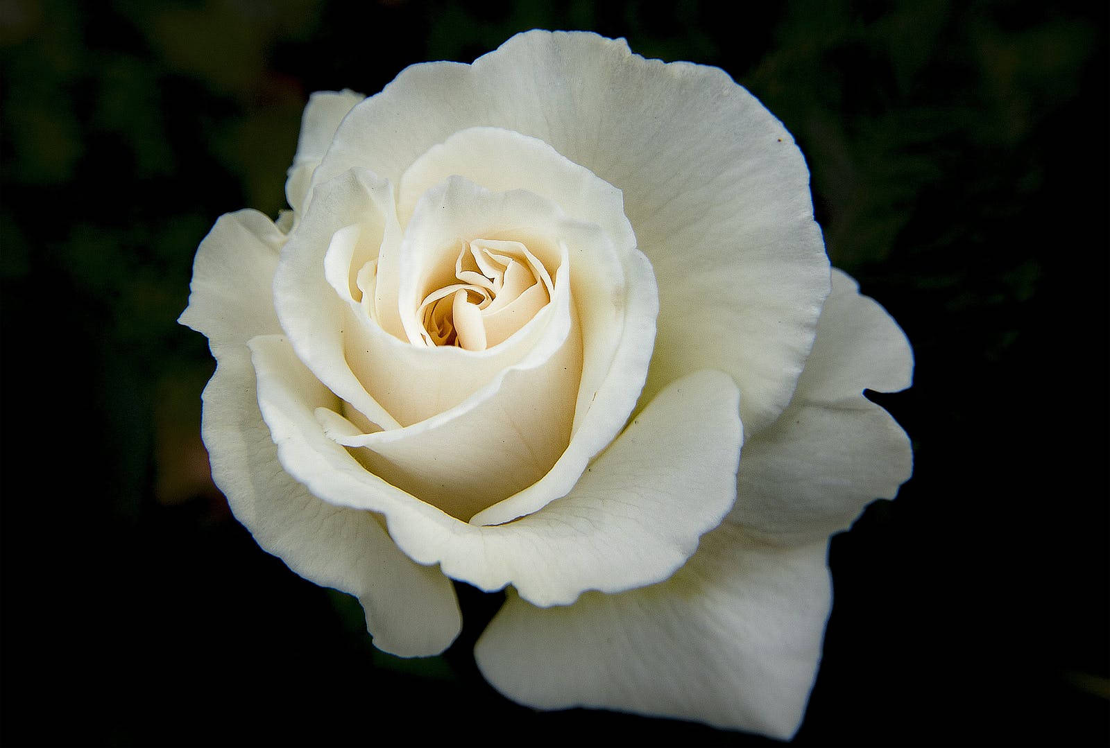 White Rose Hd Background