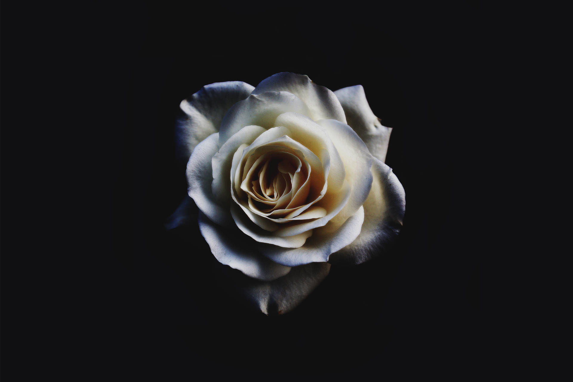 White Rose In Black Background Background