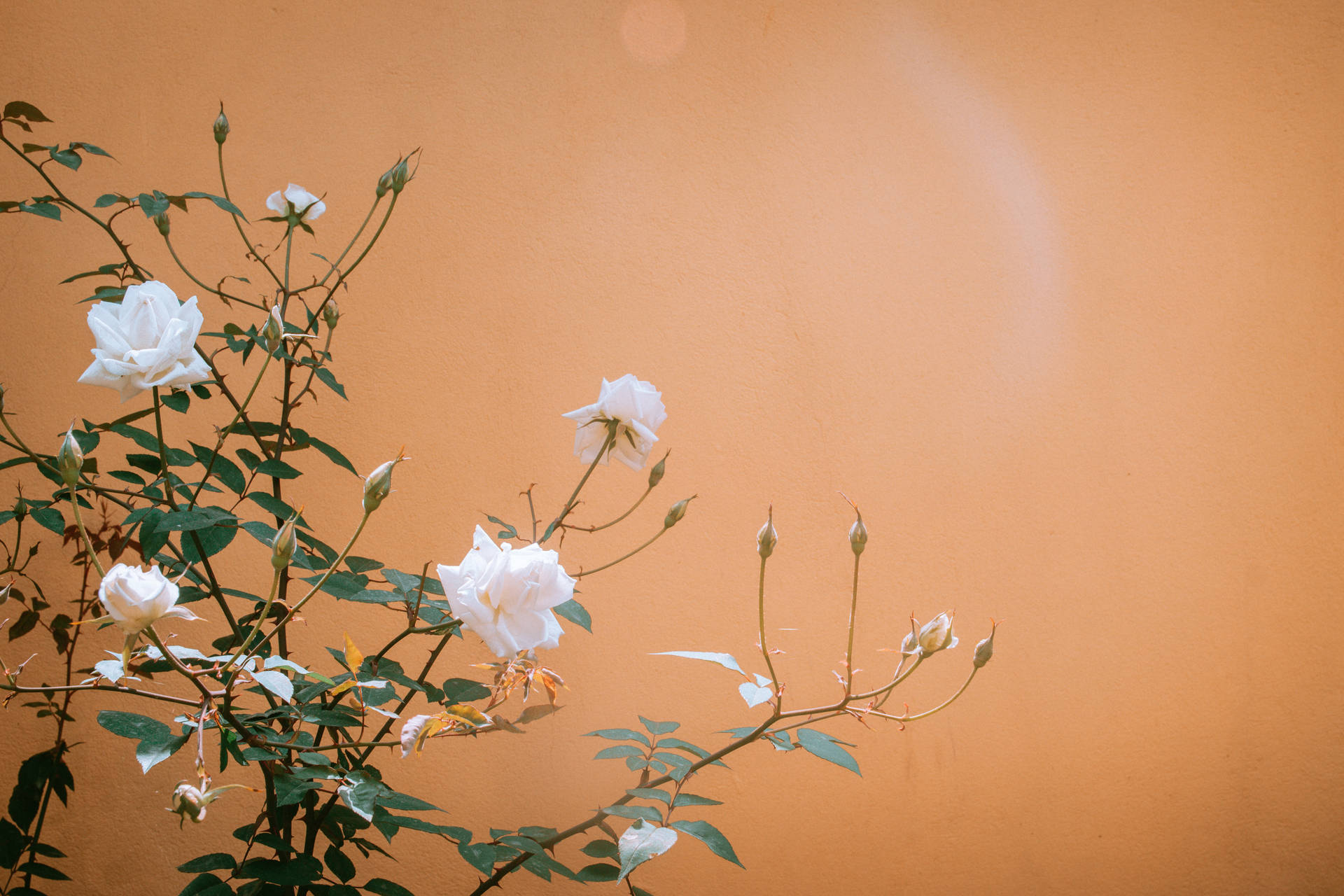 White Rose Orange Aesthetic Background
