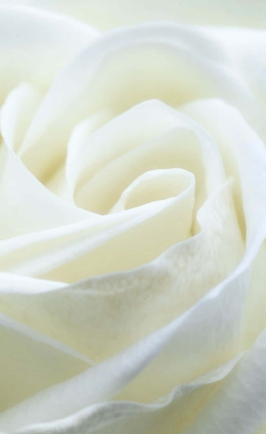 White Rose Photograph - White Rose Fine Art Print