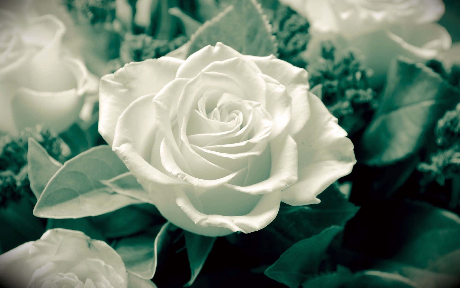 White Rose Plant Aesthetic Background