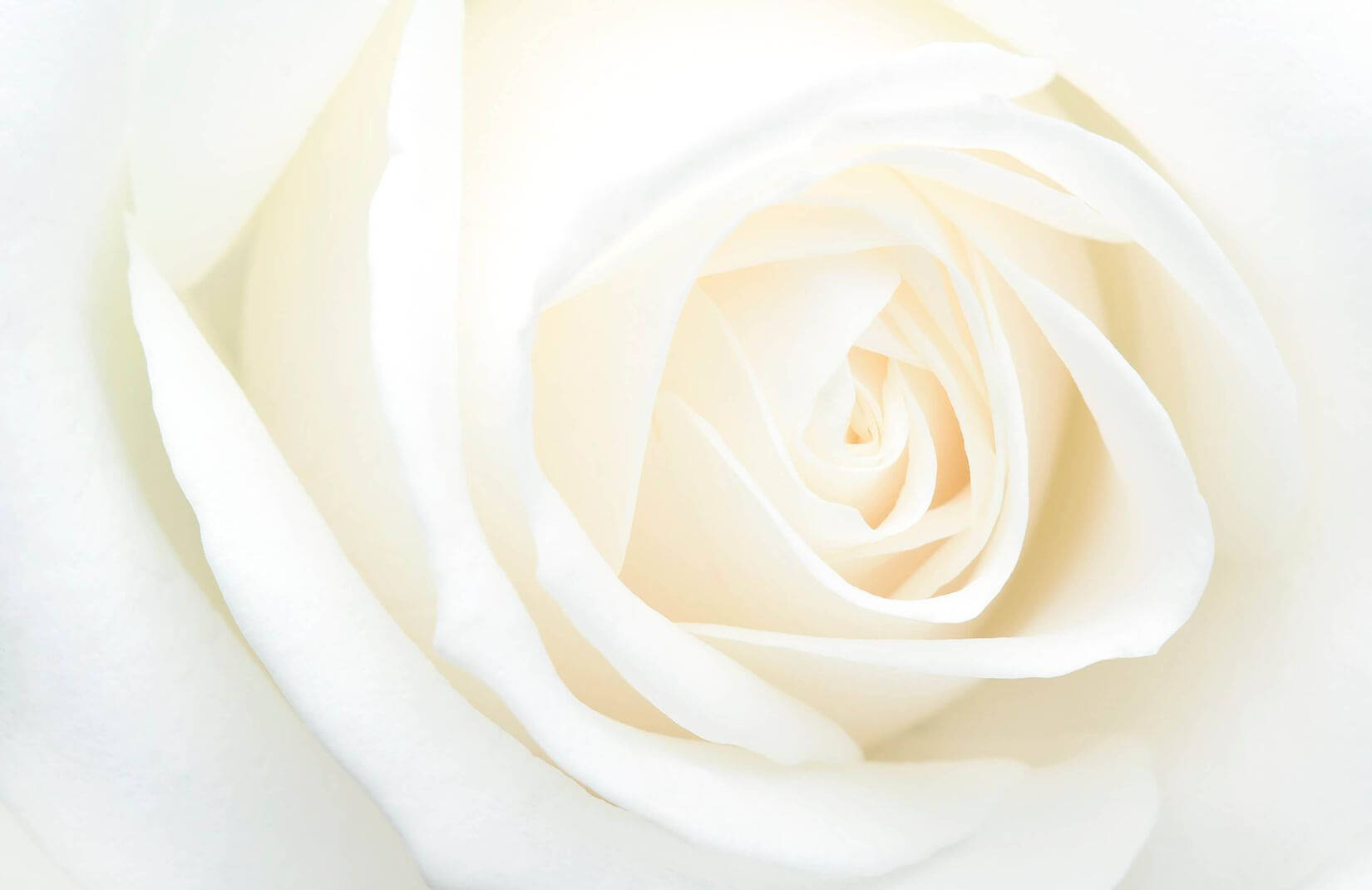 White Rose Solid Shot Background