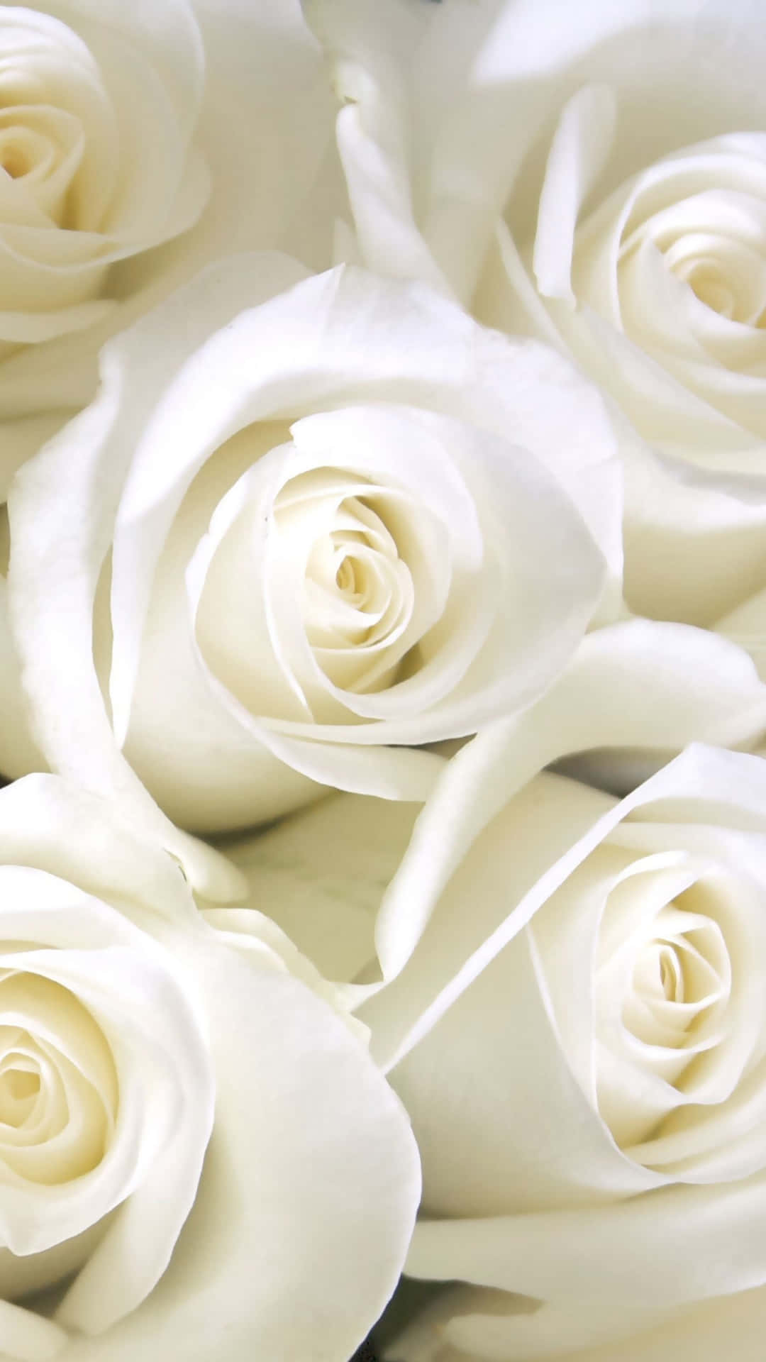 White Roses Aesthetic Close Up Shot