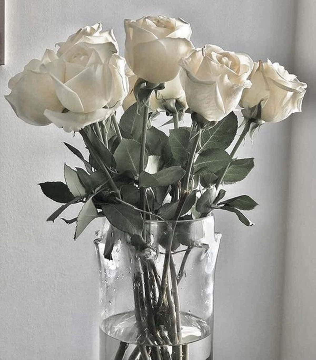 White Roses Aesthetic Macro Shot On Glass Vase