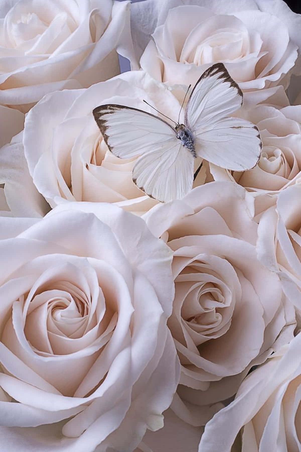 White Roses Aesthetic With Ascia Butterfly Background