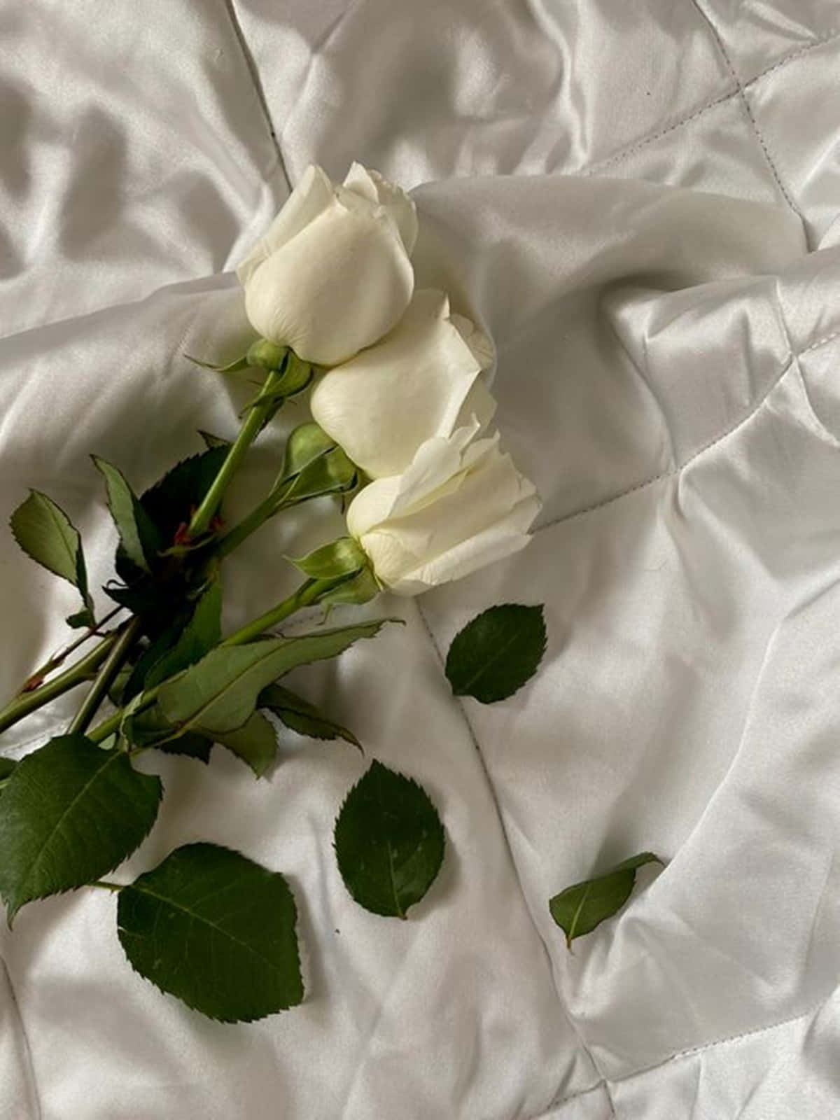 White Roses Aesthetic With Silk Blanket