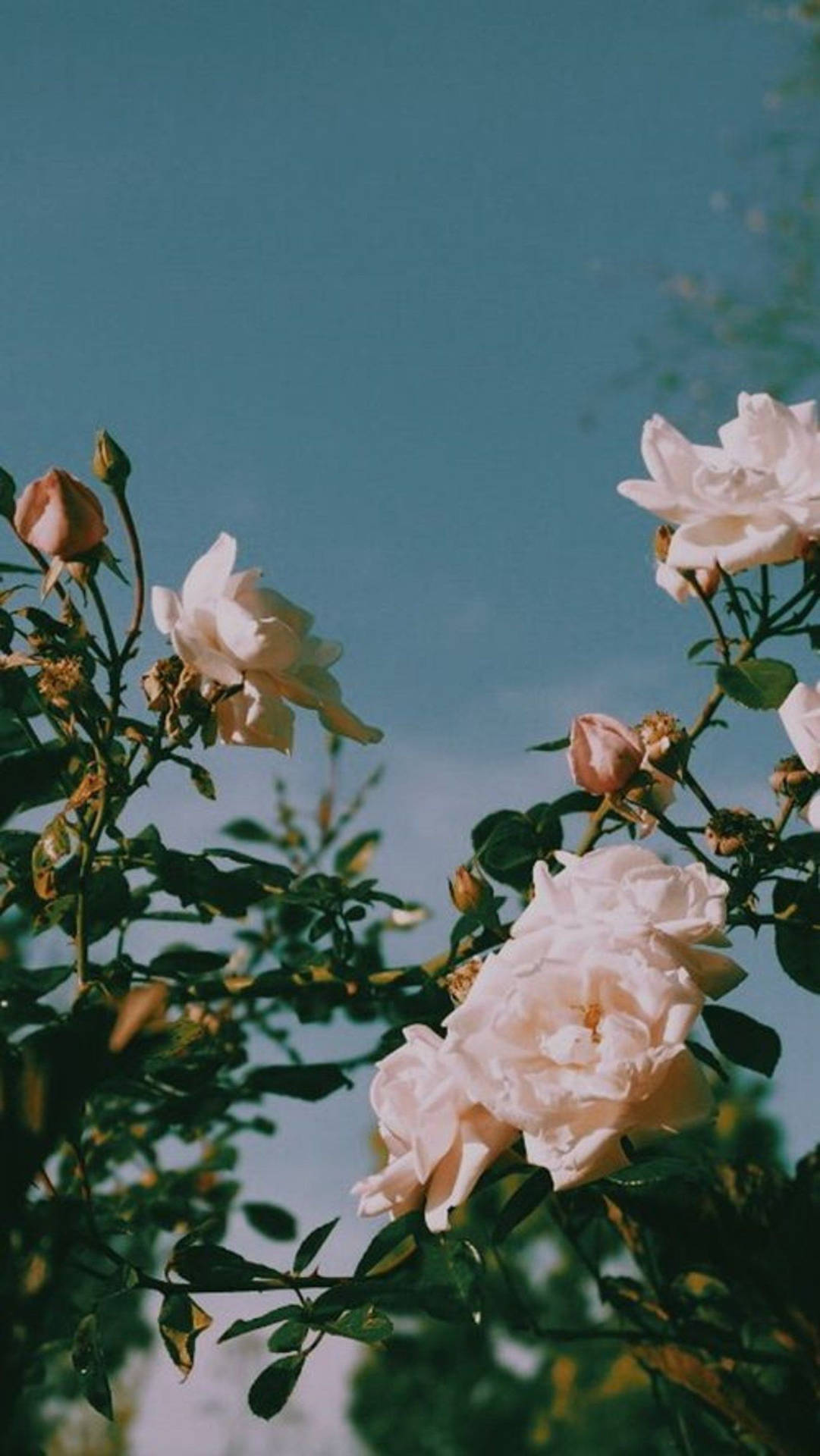 White Roses Against A Blue Sky