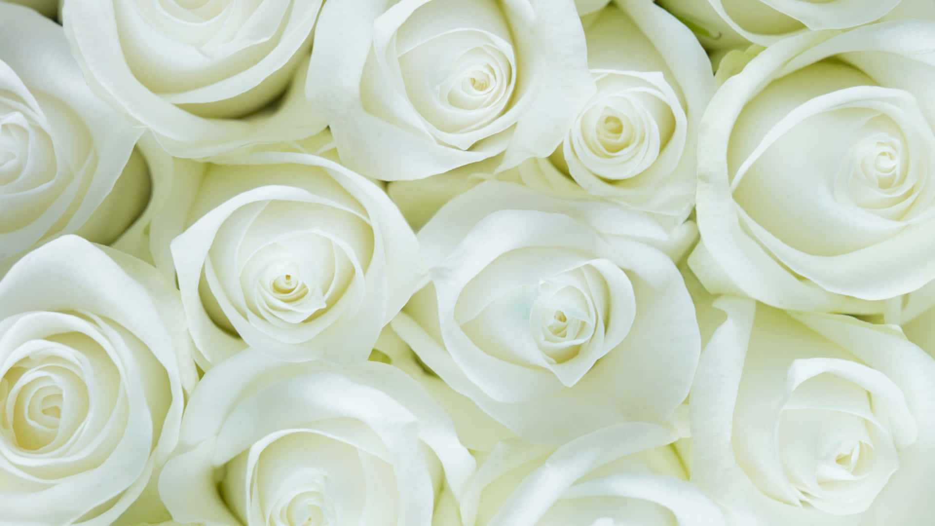 White Roses Background Background