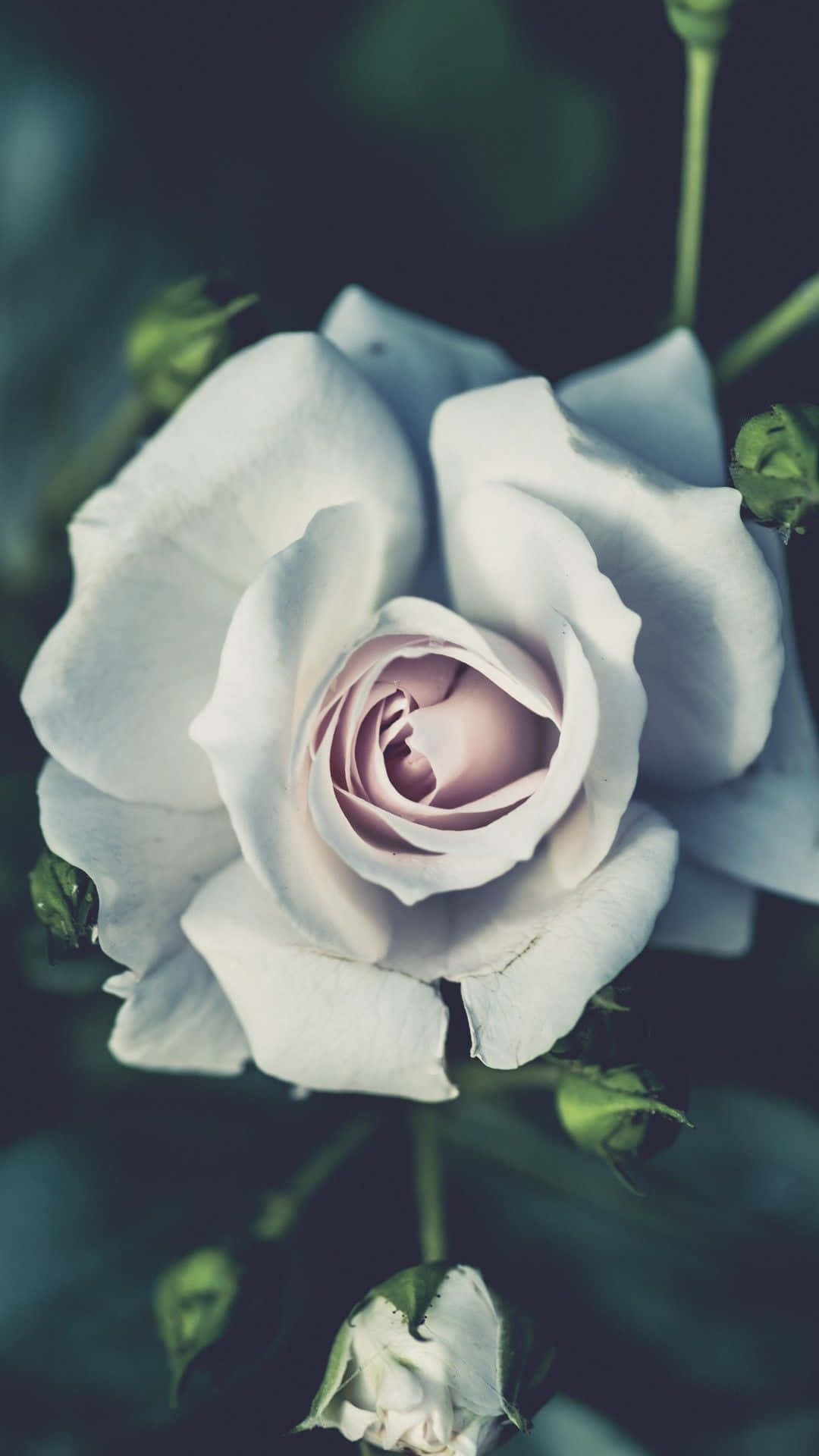 White Roses Create A Serene And Idyllic Atmosphere. Background
