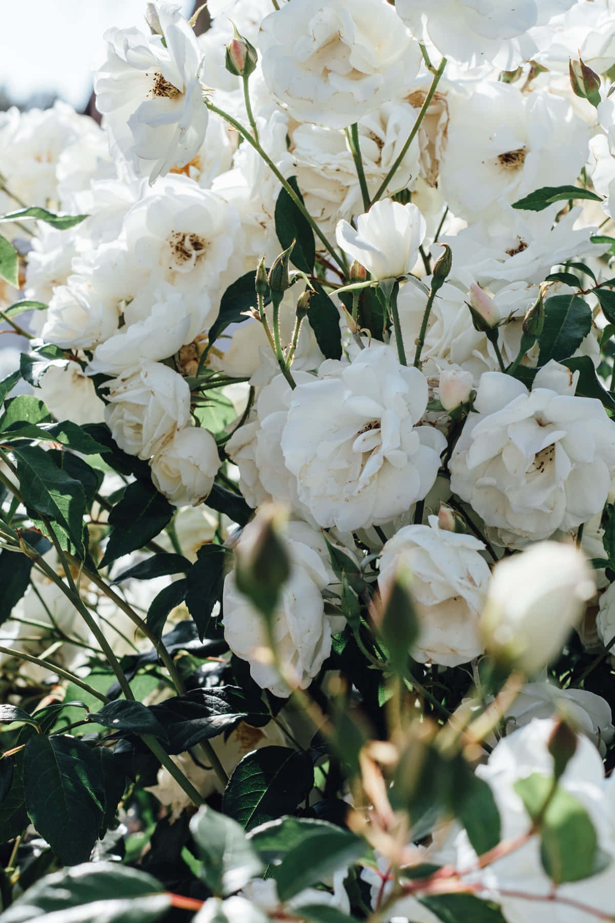 White Roses In A Garden With Green Leaves