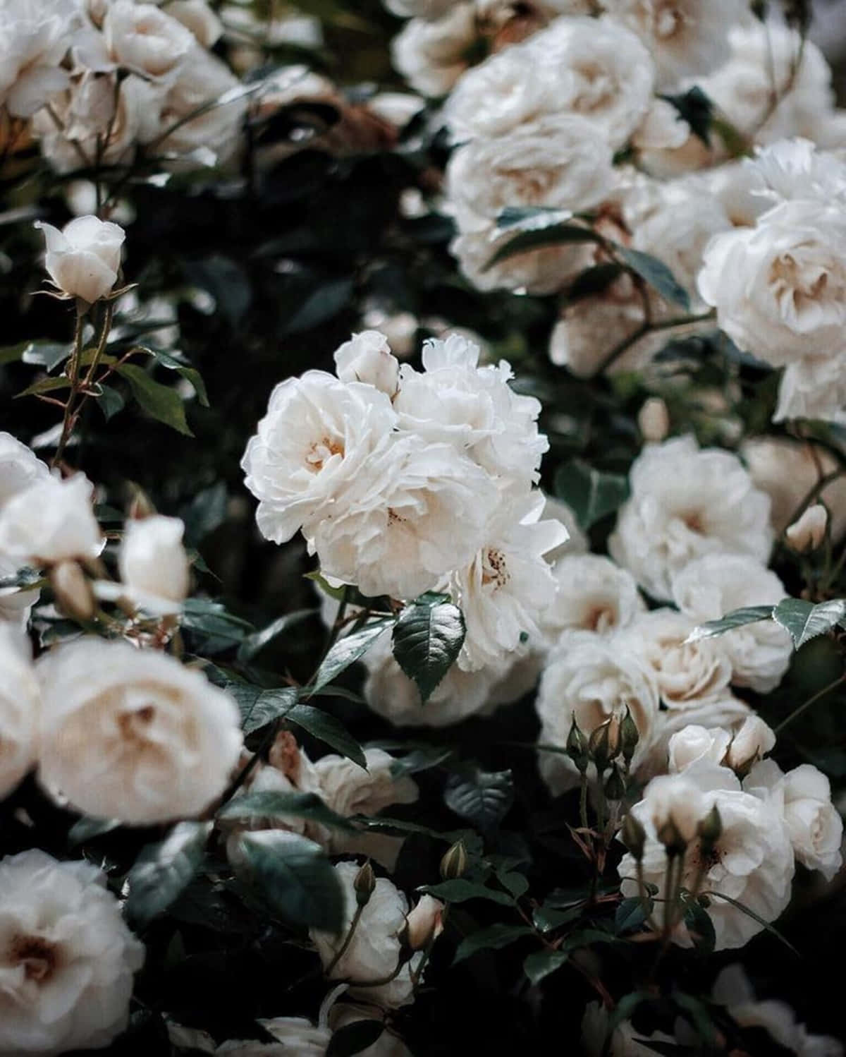 White Roses In The Garden