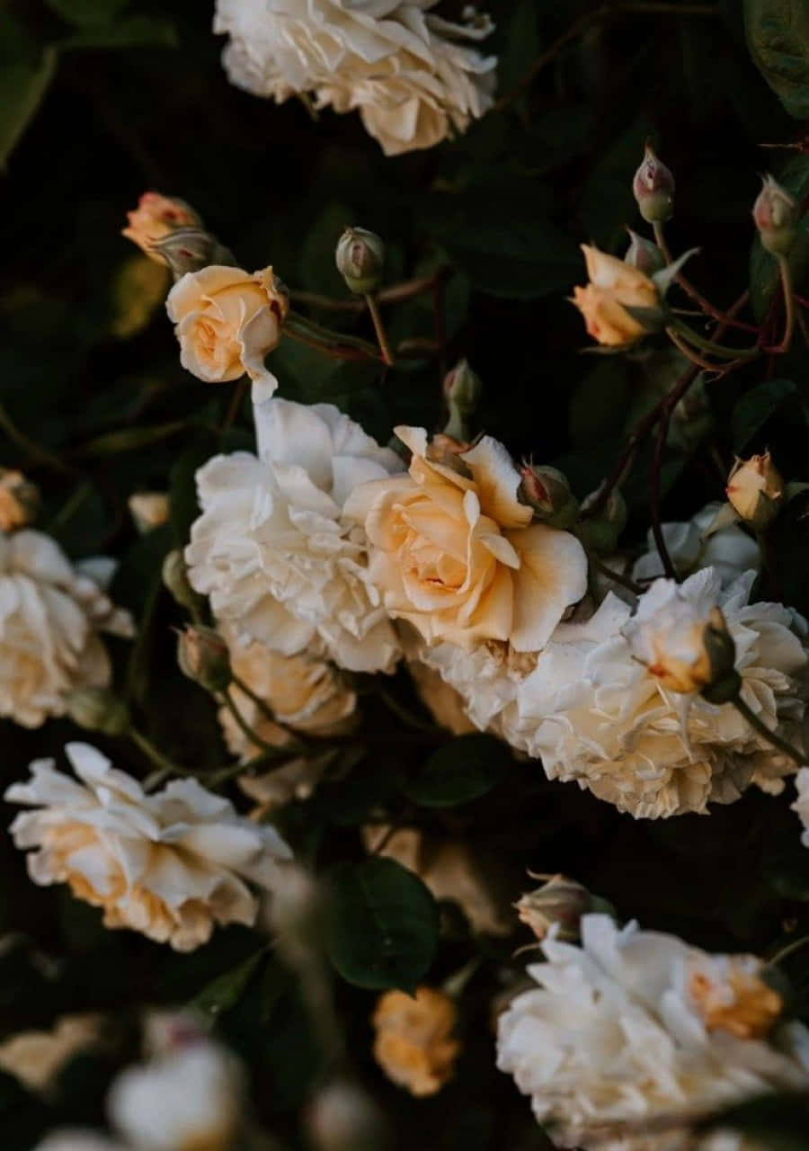 White Roses Iphone And Peach Roses Background