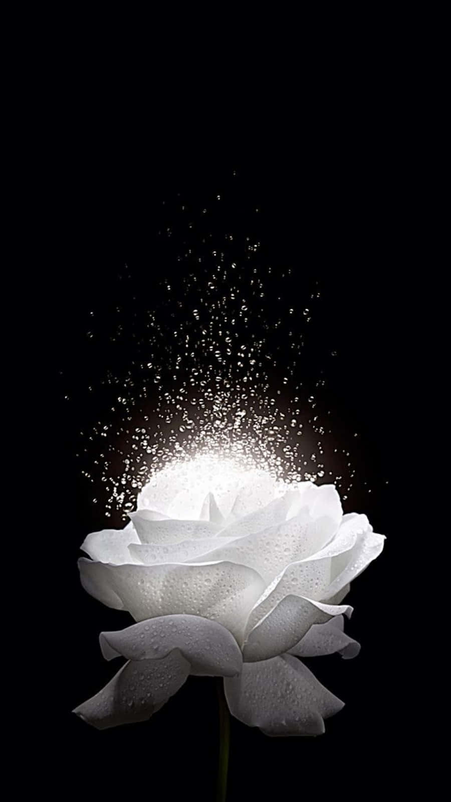 White Roses Iphone Black Background
