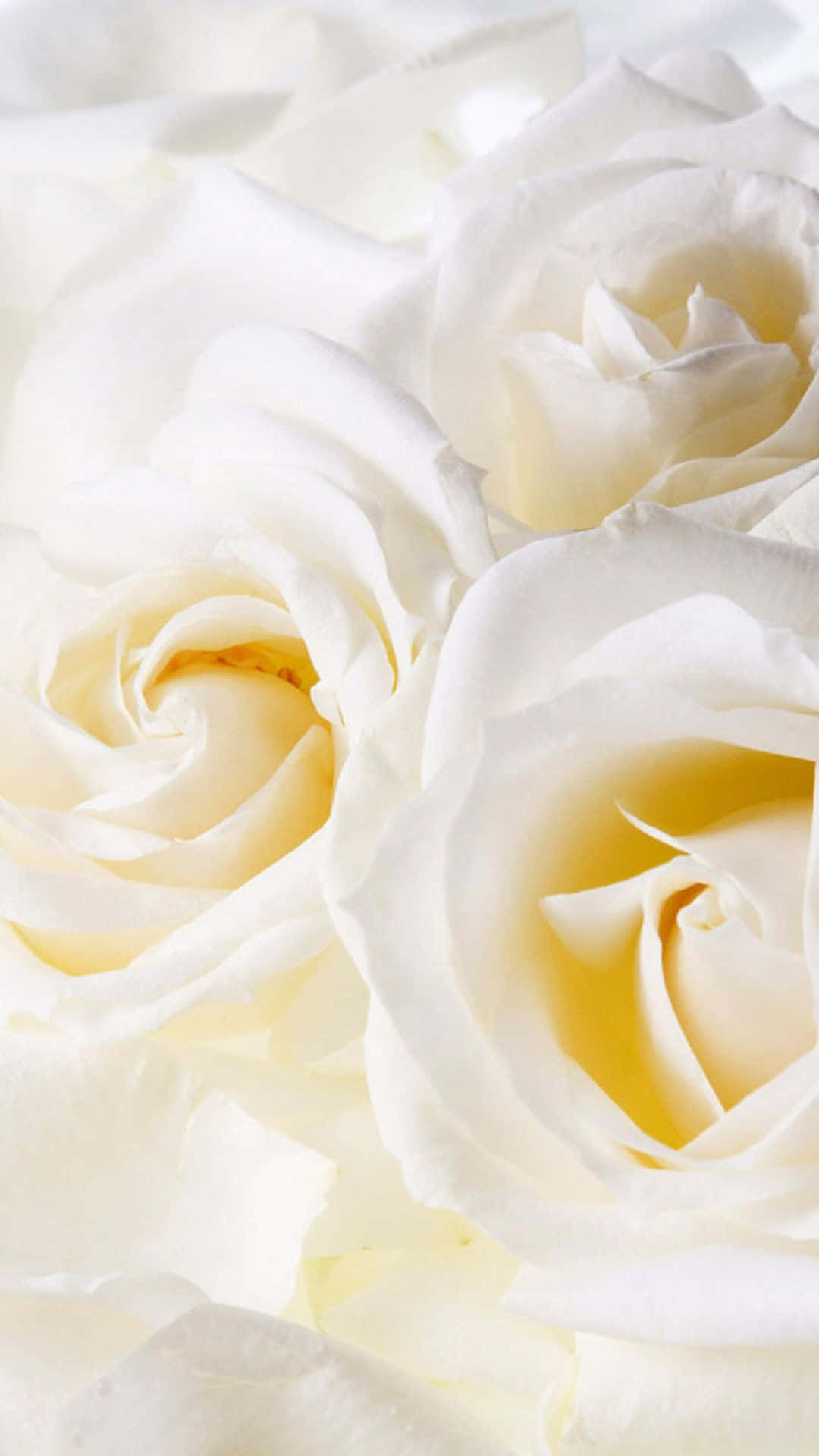 White Roses Iphone Close-up Background