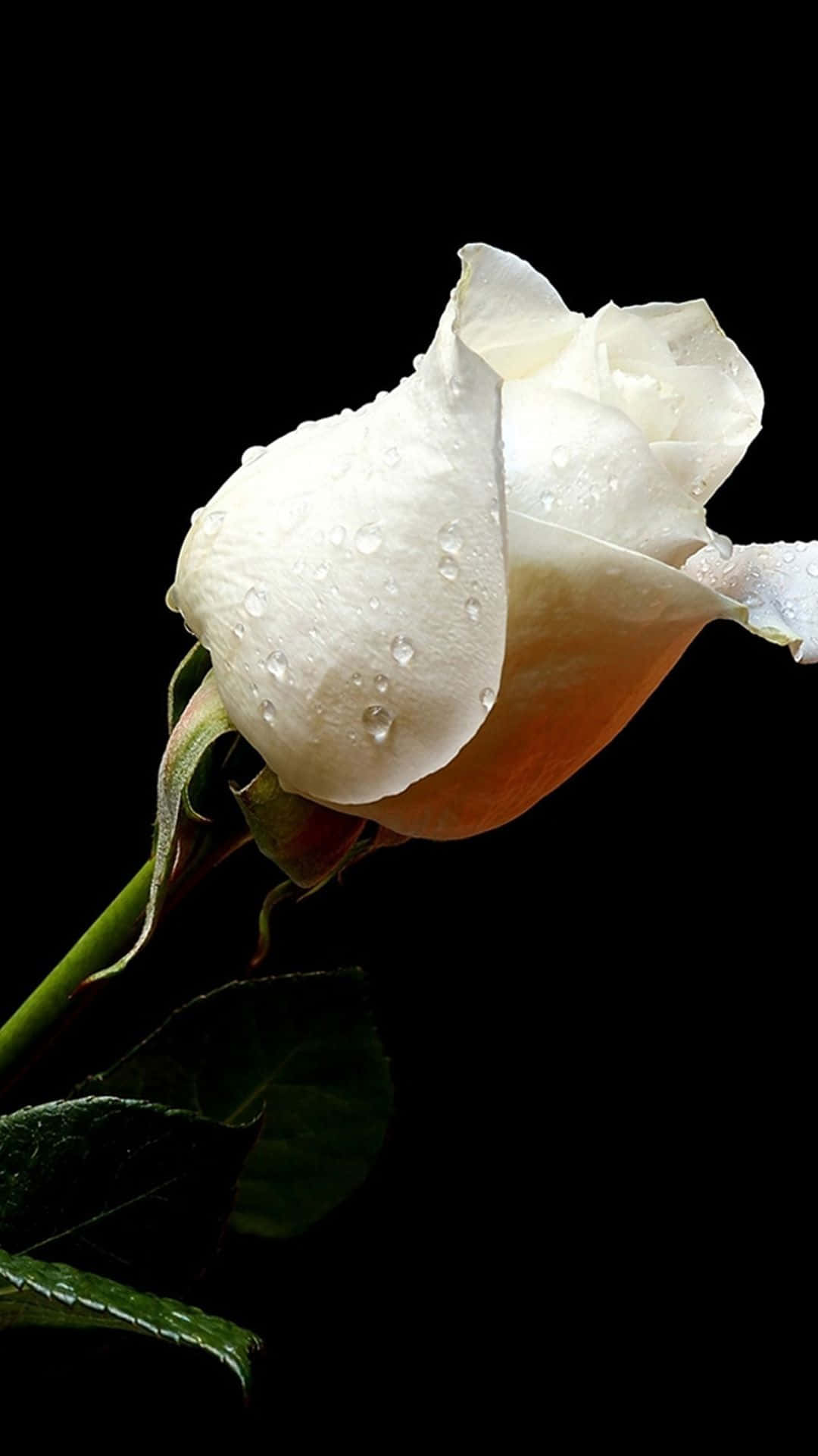 White Roses Iphone Dewdrops Background