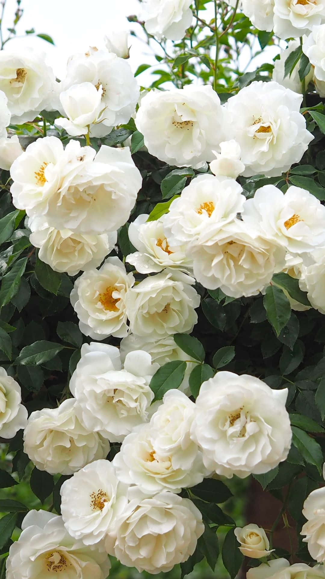 White Roses Iphone In Bushes Background