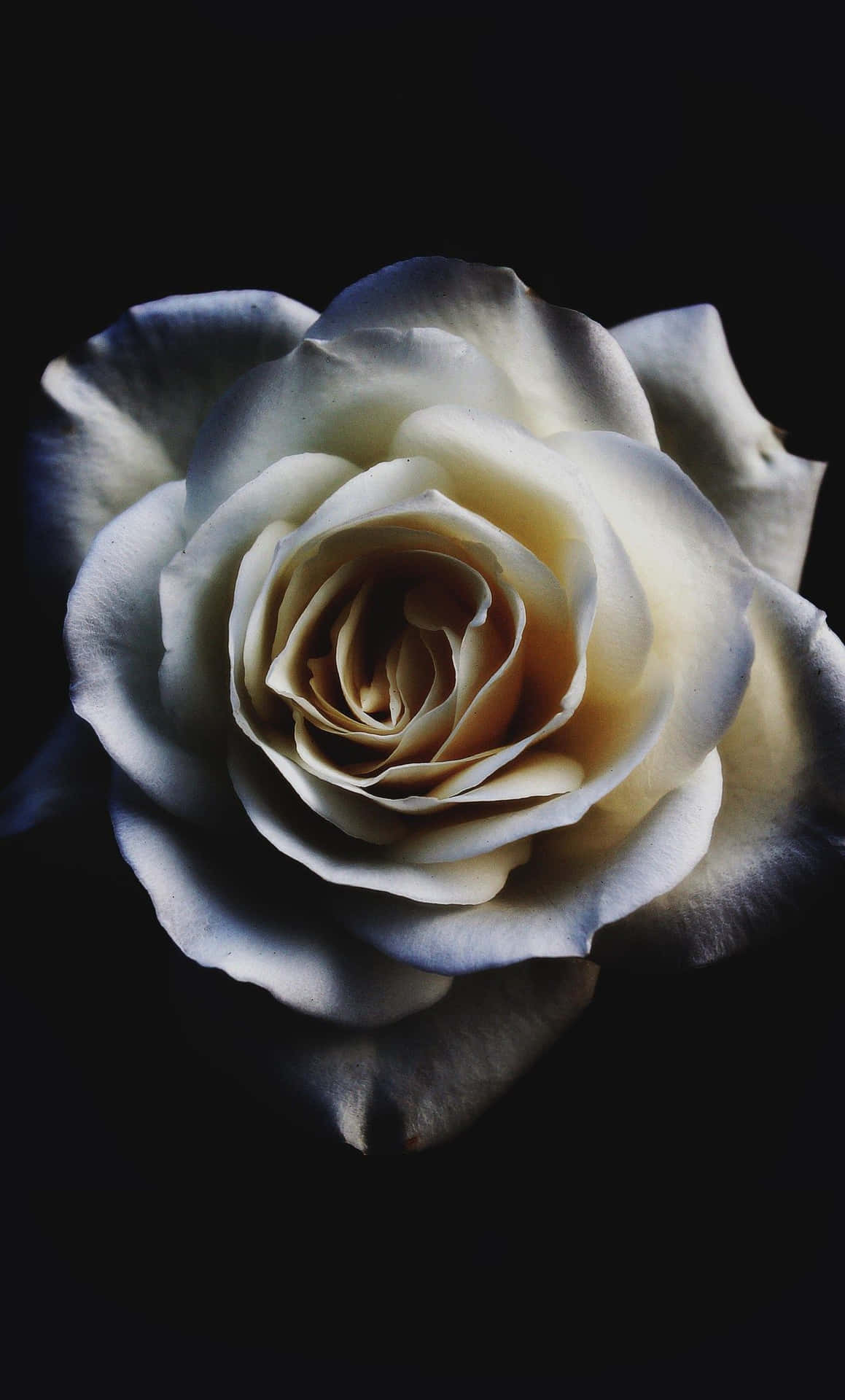 White Roses Iphone On Black Background