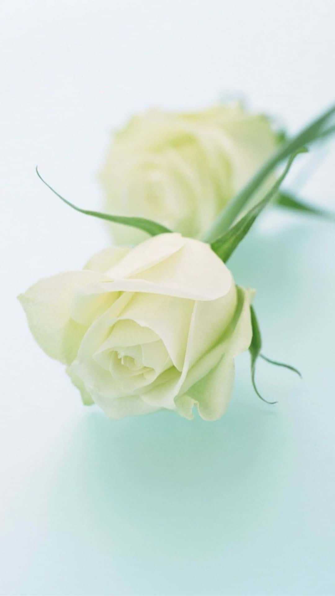 White Roses Iphone On White Surface Background