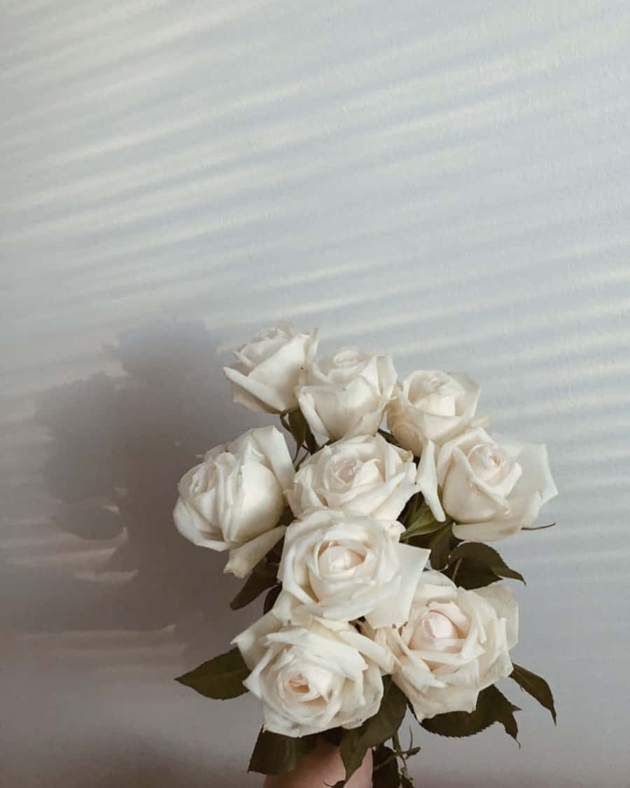 White Roses Iphone On White Wall Background