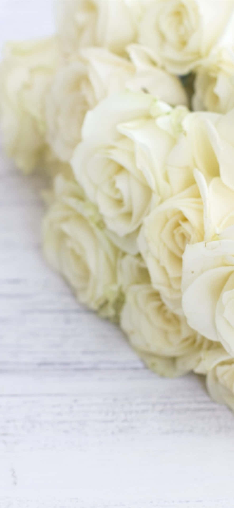 White Roses Iphone On White Wood Background