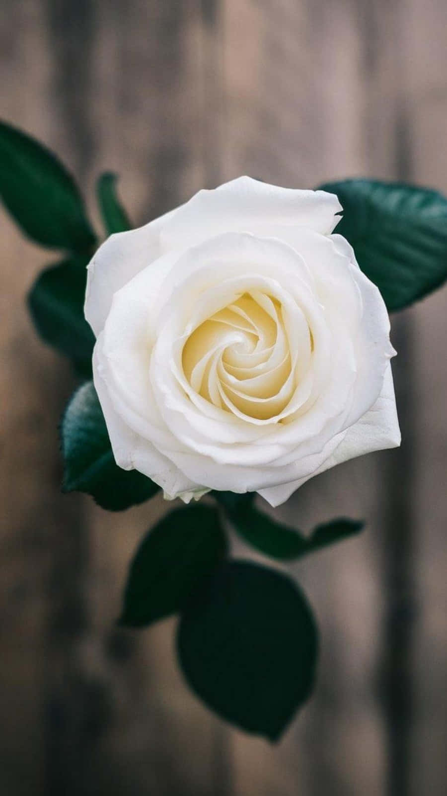 White Roses Iphone On Wood