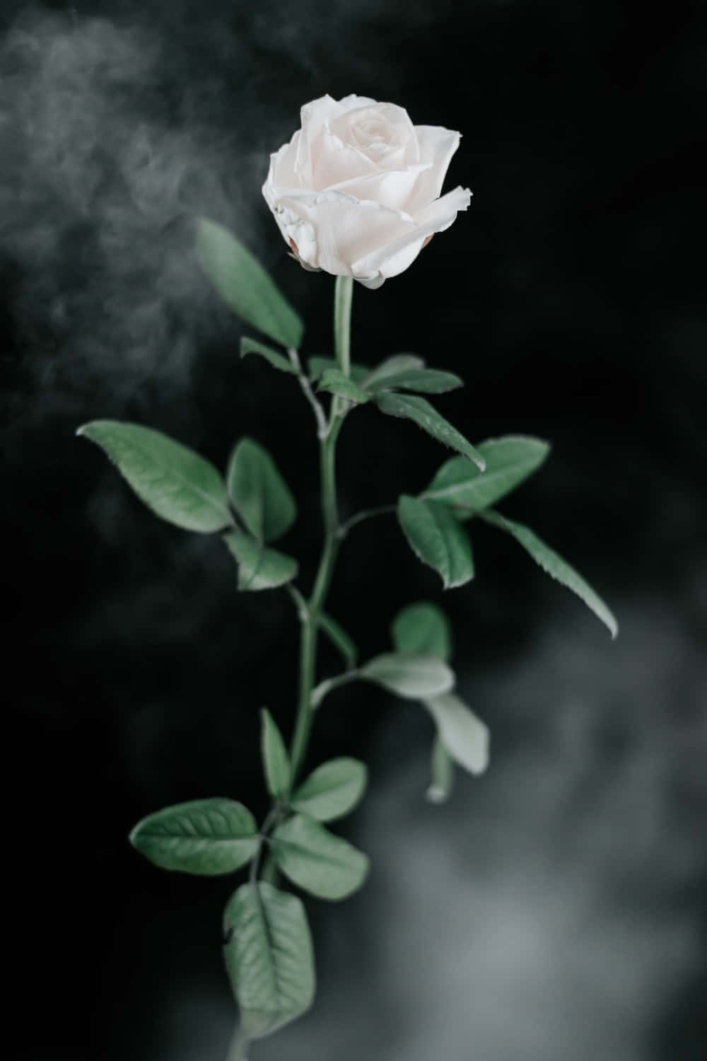 White Roses Iphone Smoke Background