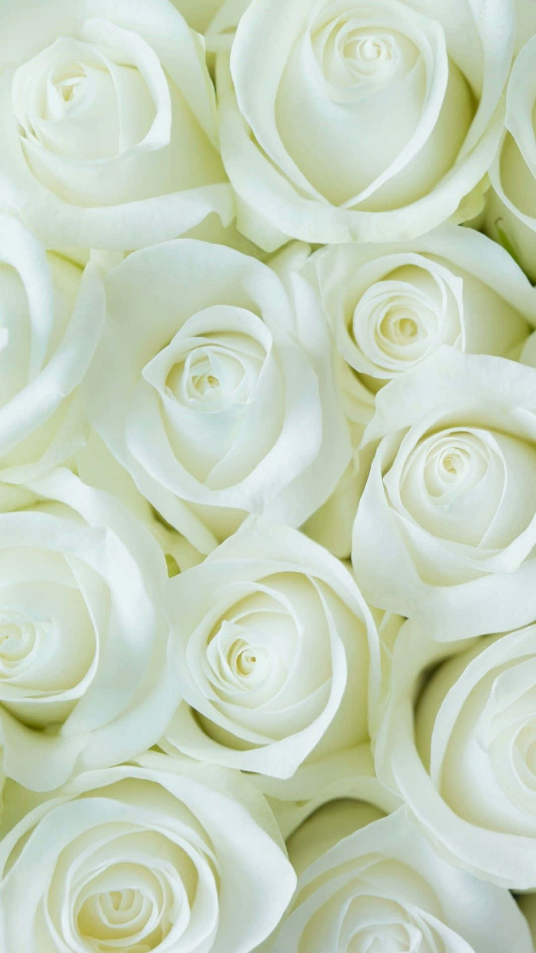 White Roses Iphone Top View Background