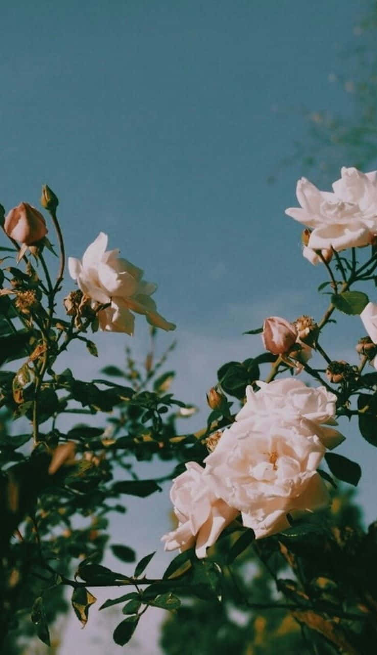 White Roses Nature Aesthetic Phone