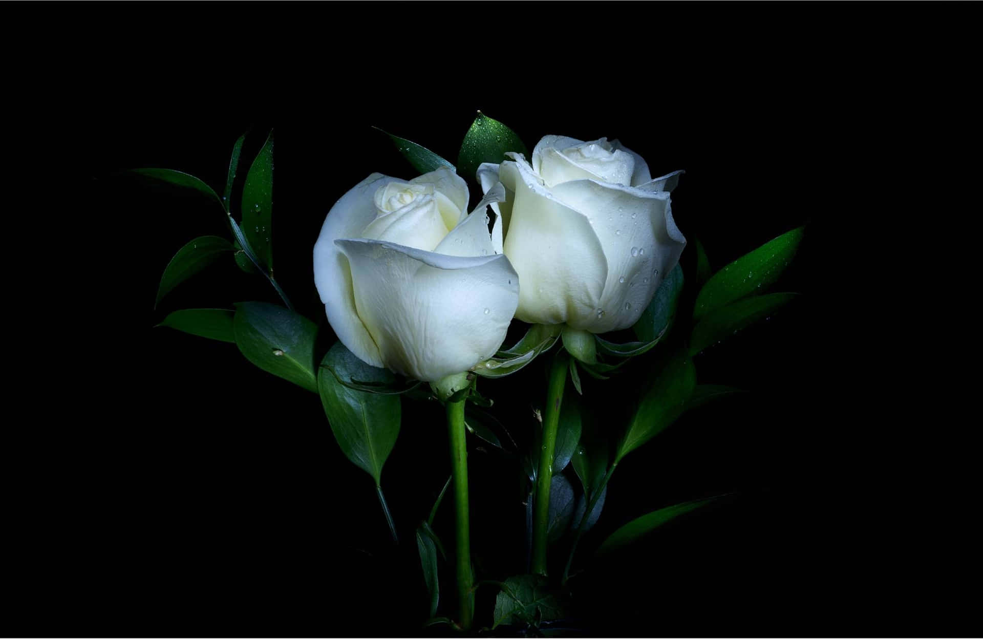 White Roses On A Black Background
