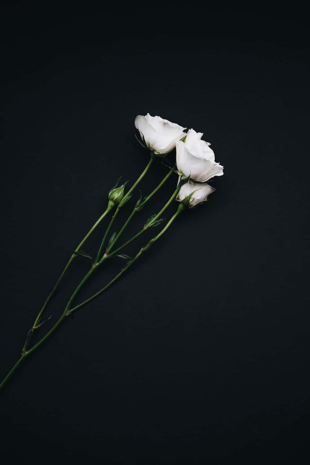 White Roses On A Black Background Background