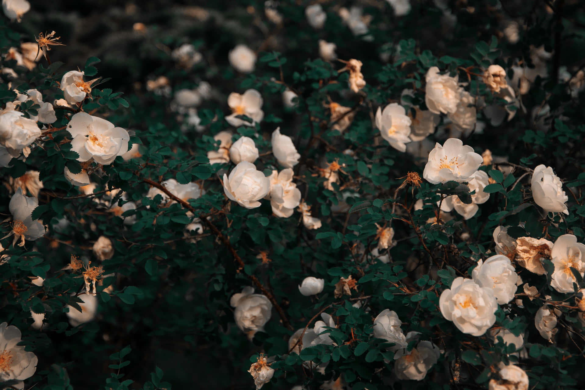 White Roses On A Bush Background