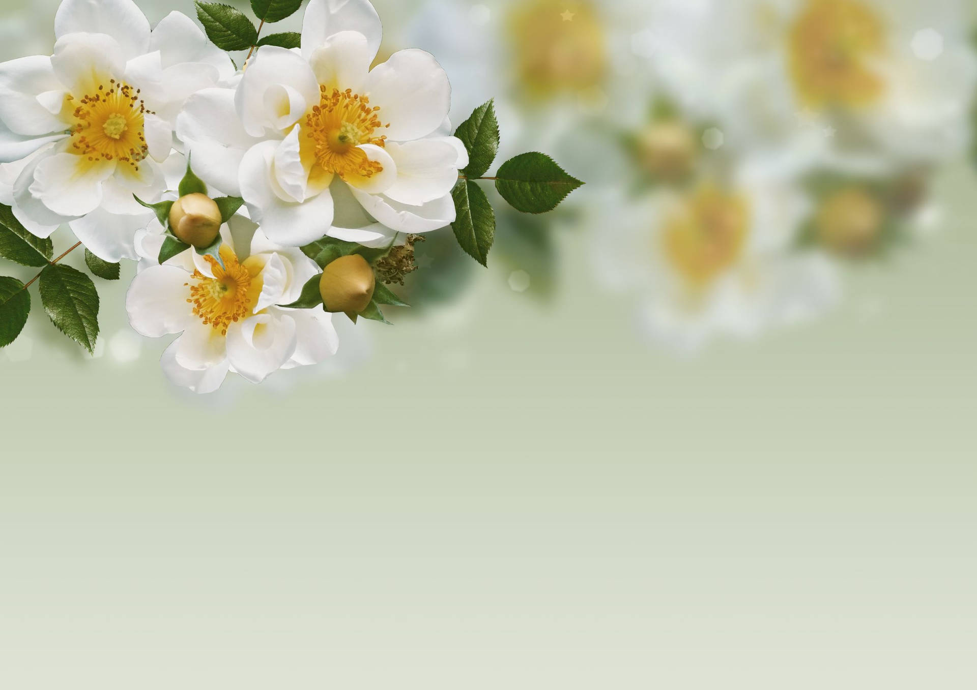 White Roses On A Green Background Background