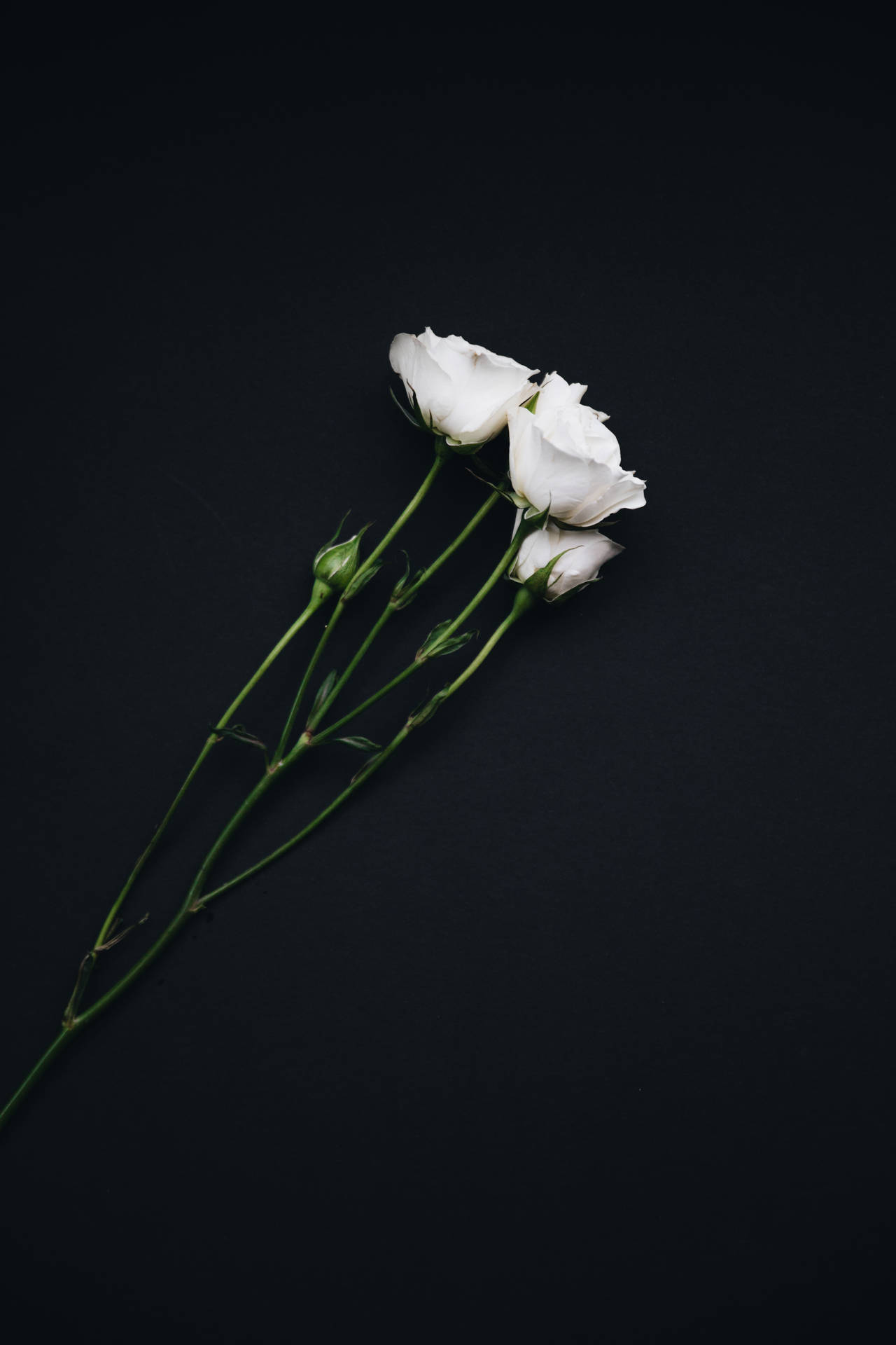 White Roses On Pure Black Background Background