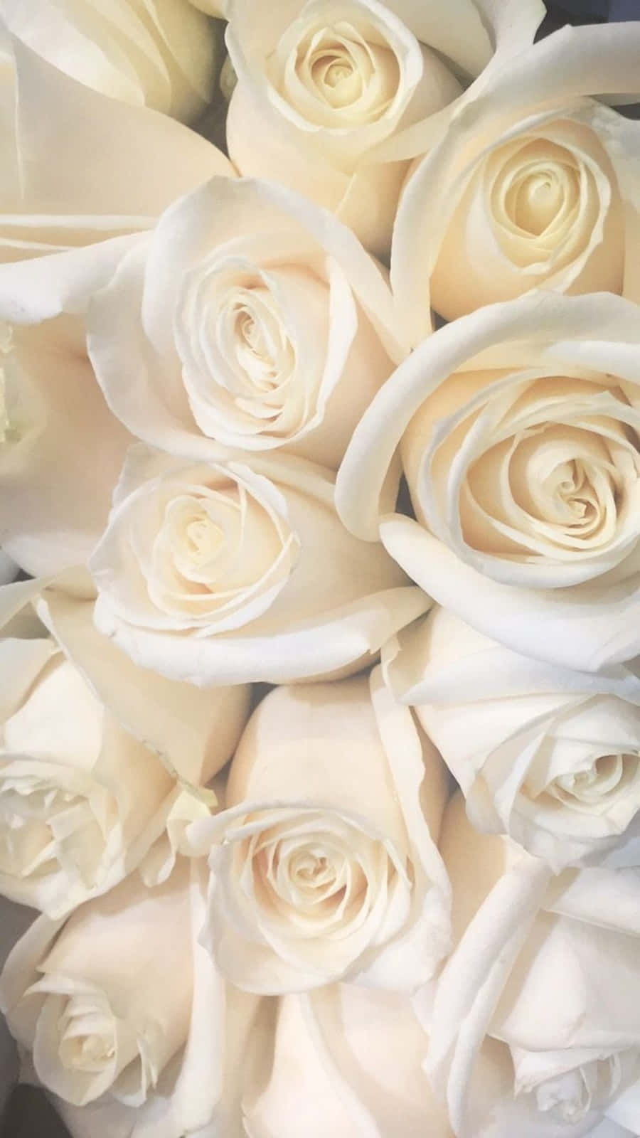 White Roses To Take Your Breath Away Background