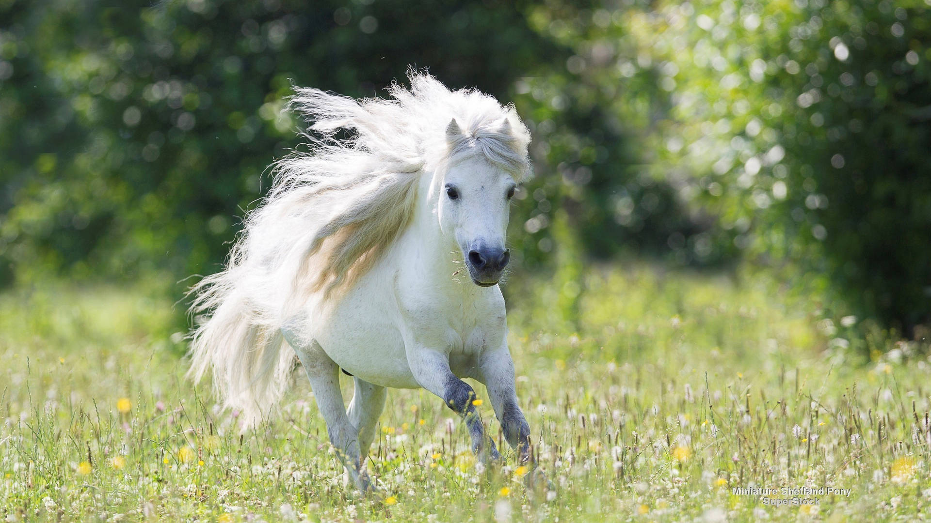 White Running Horse On Flower Field Background