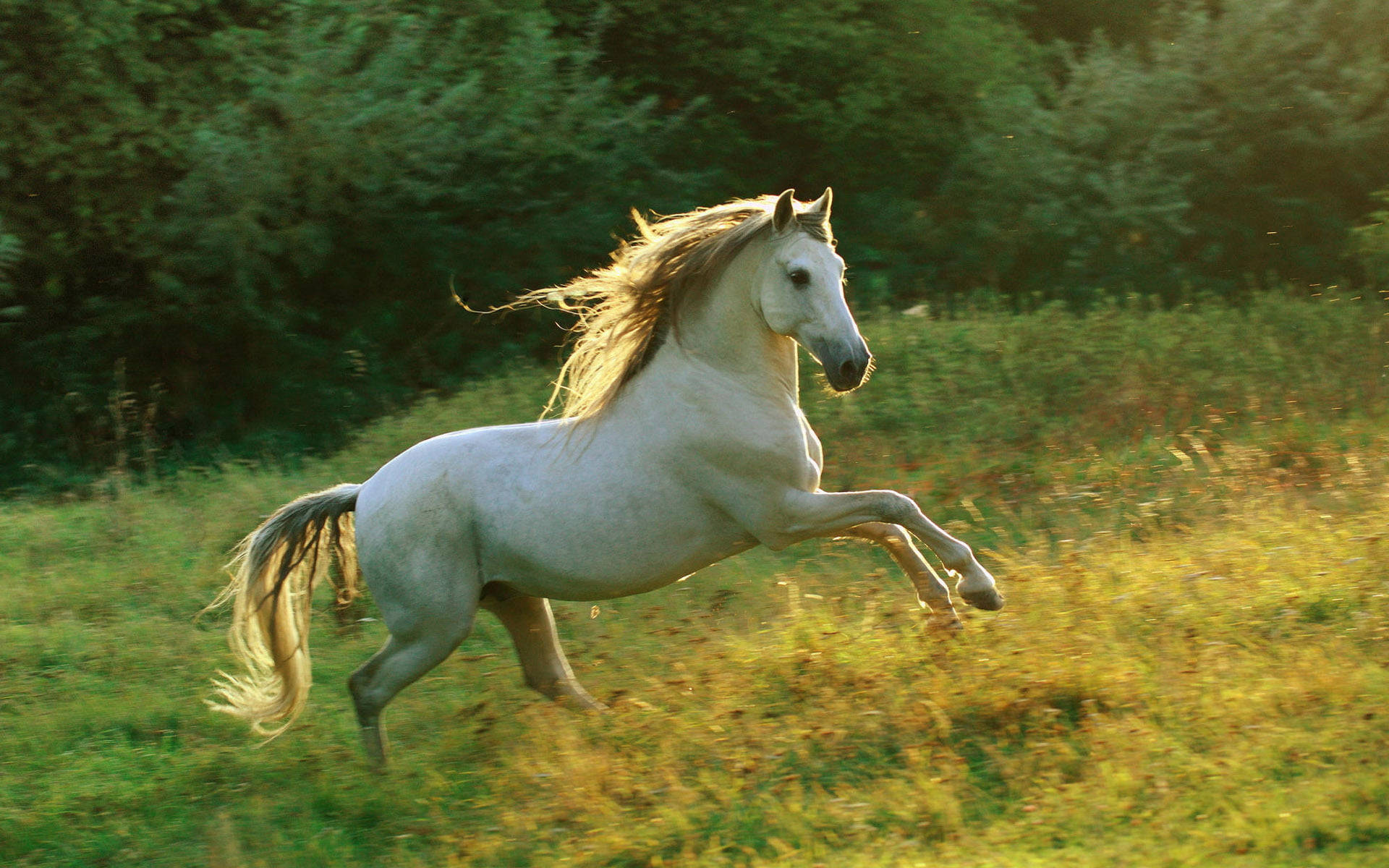 White Running Horse On Grassy Field Background