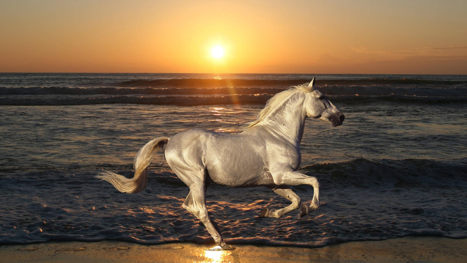 White Running Horse Sunset Beach Background
