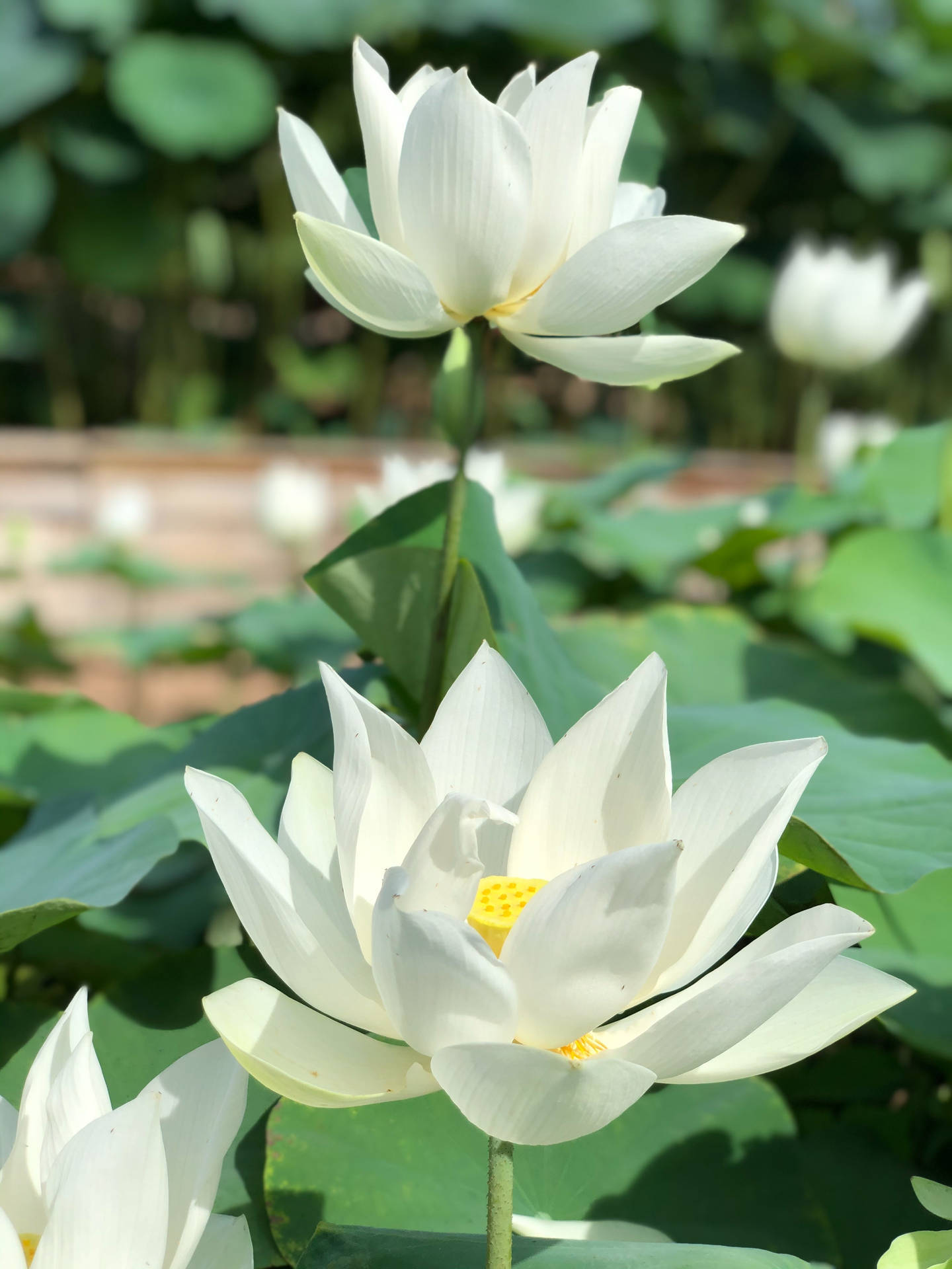 White Sacred Lotus Under The Sun Background