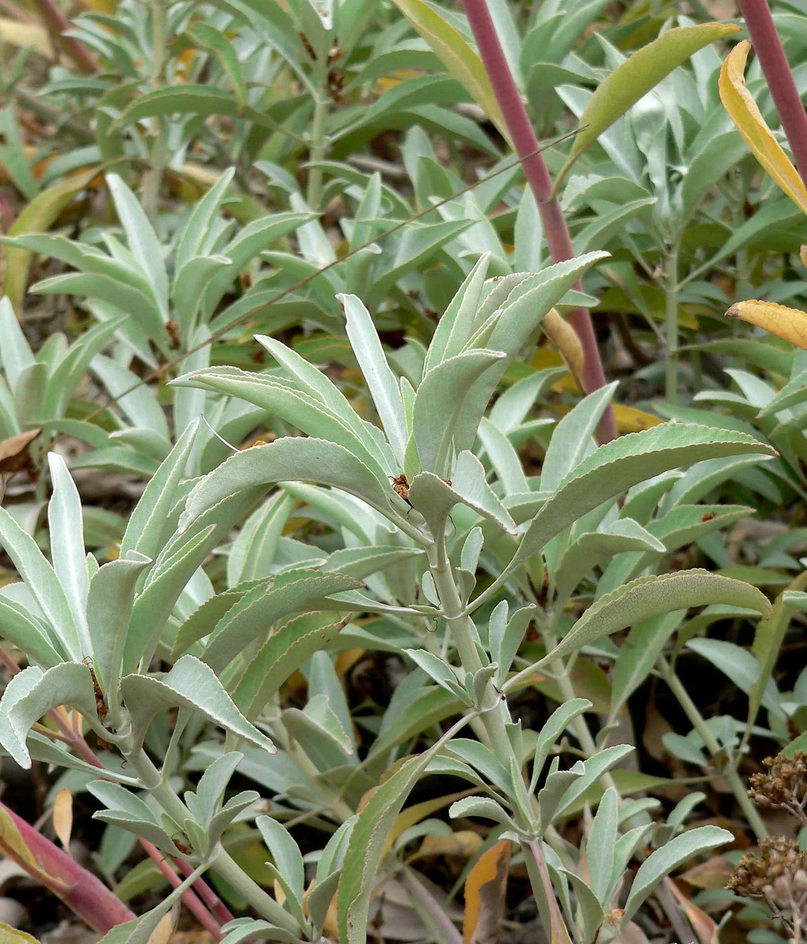 White Sage Plant Background