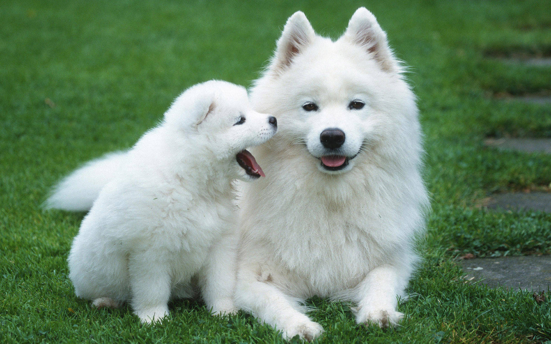 White Samoyed Puppy Desktop