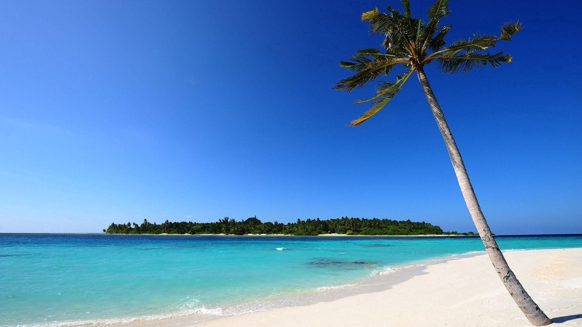 White Sand Beach Palm Trees Background