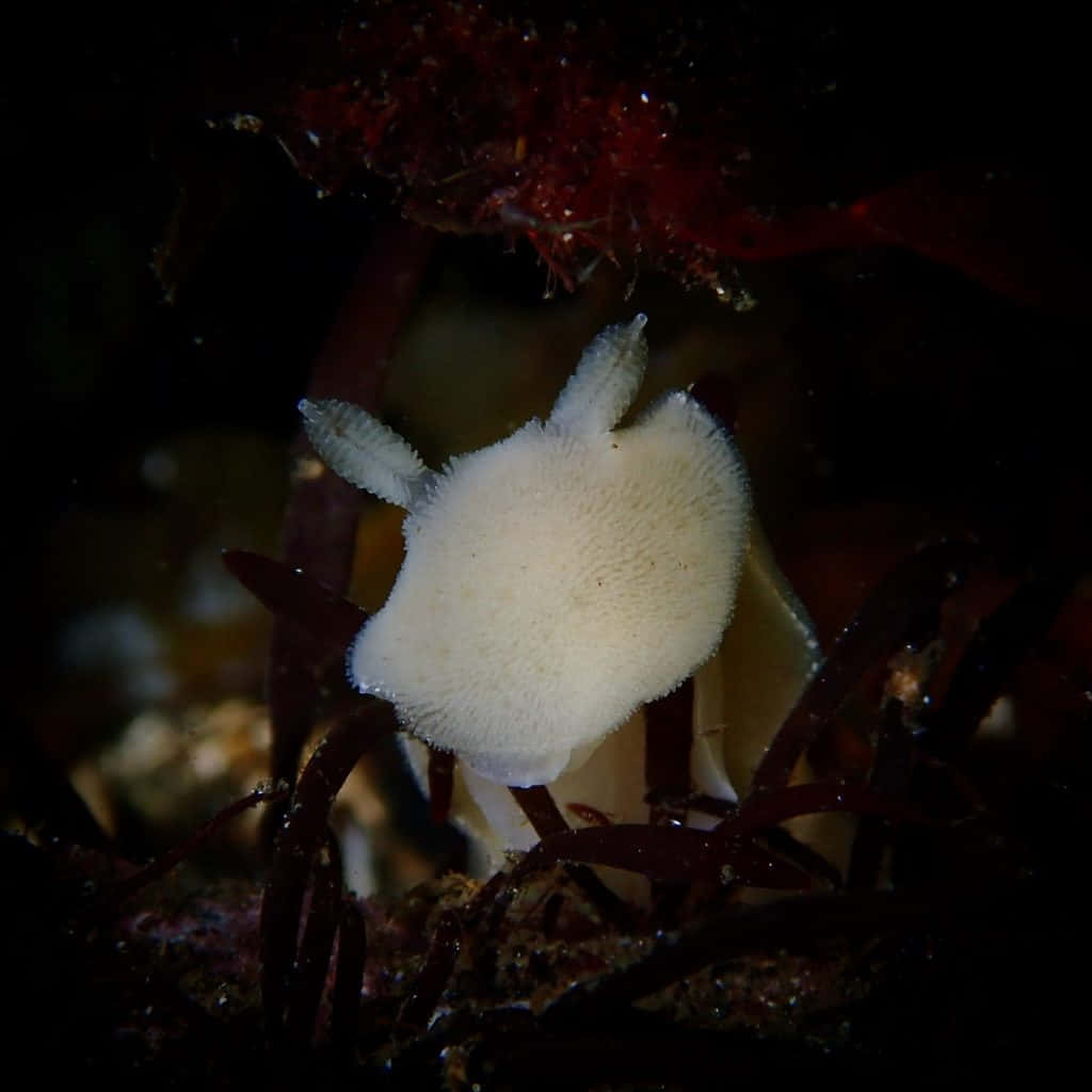 White Sea Slug Underwater Photography Background