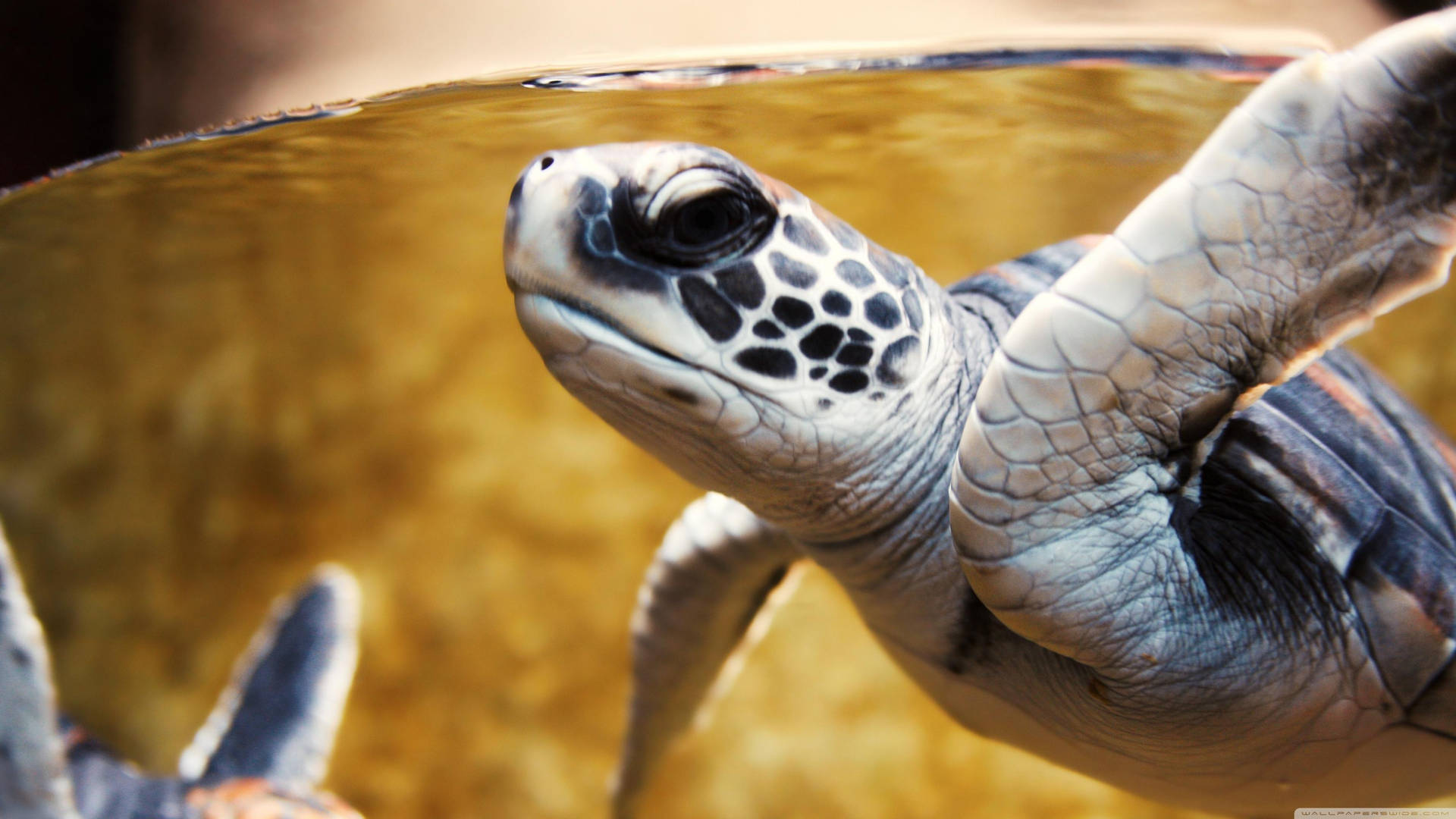 White Sea Turtle In Close-up