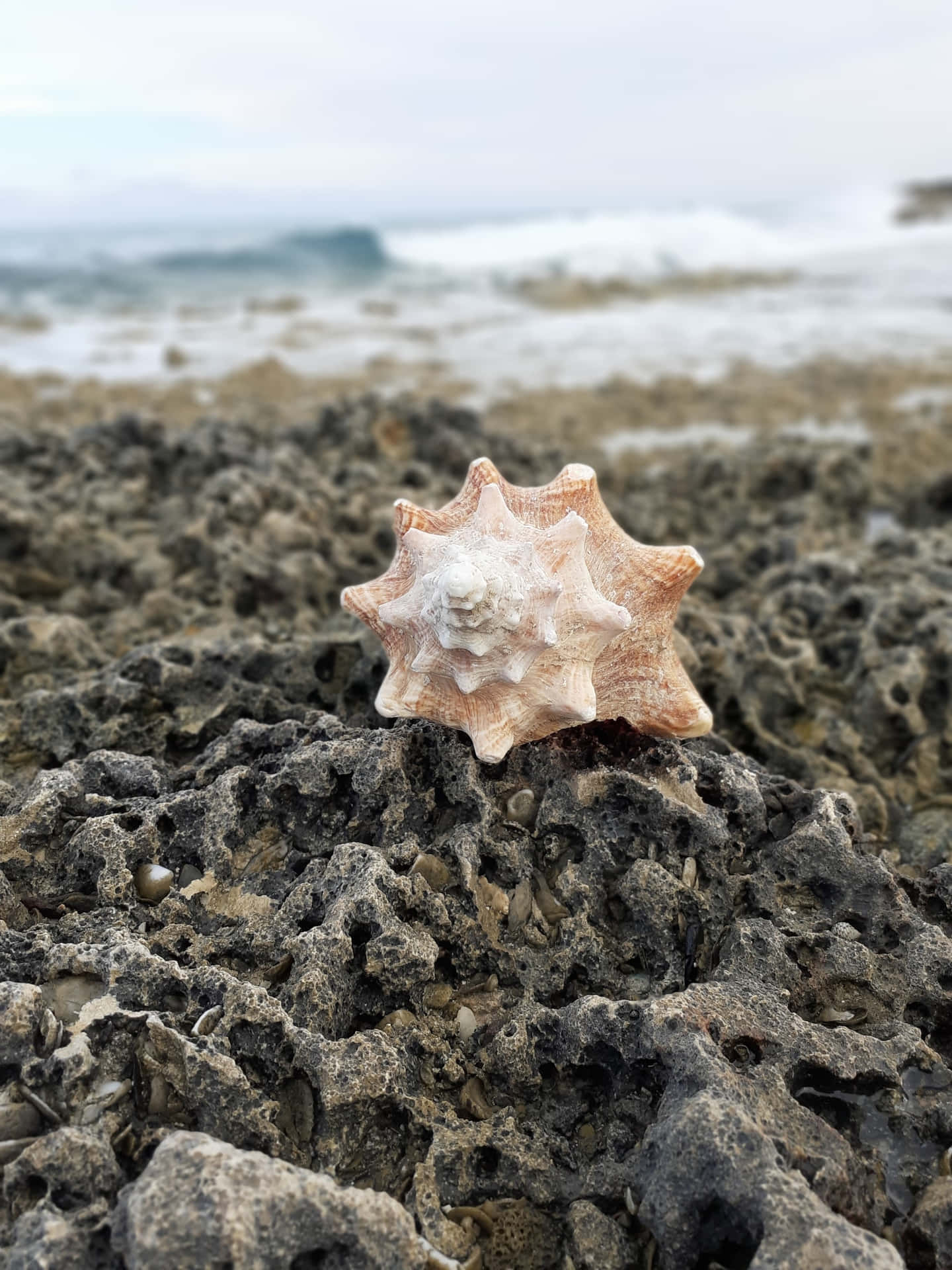 White Seashell On A Reef Background