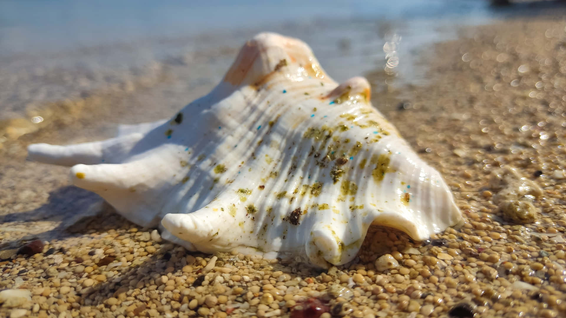 White Seashell On The Sandy Shore Background