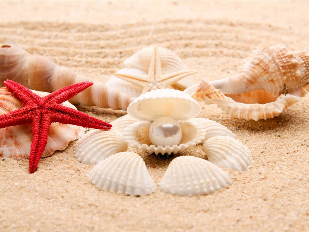 White Seashells With A White Pearl Background