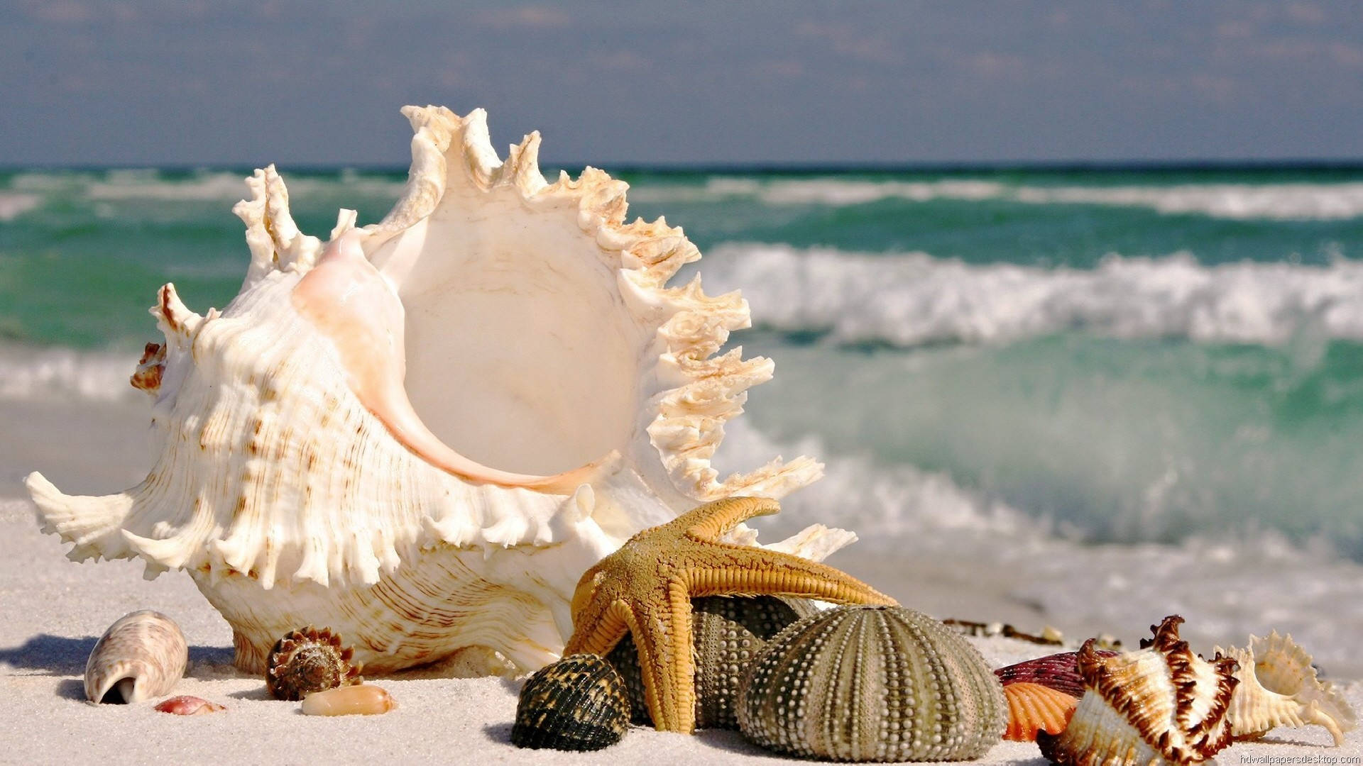 White Shell Most Beautiful Nature