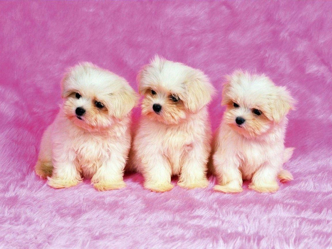 White Shih Tzu Puppies Cute Computer Background