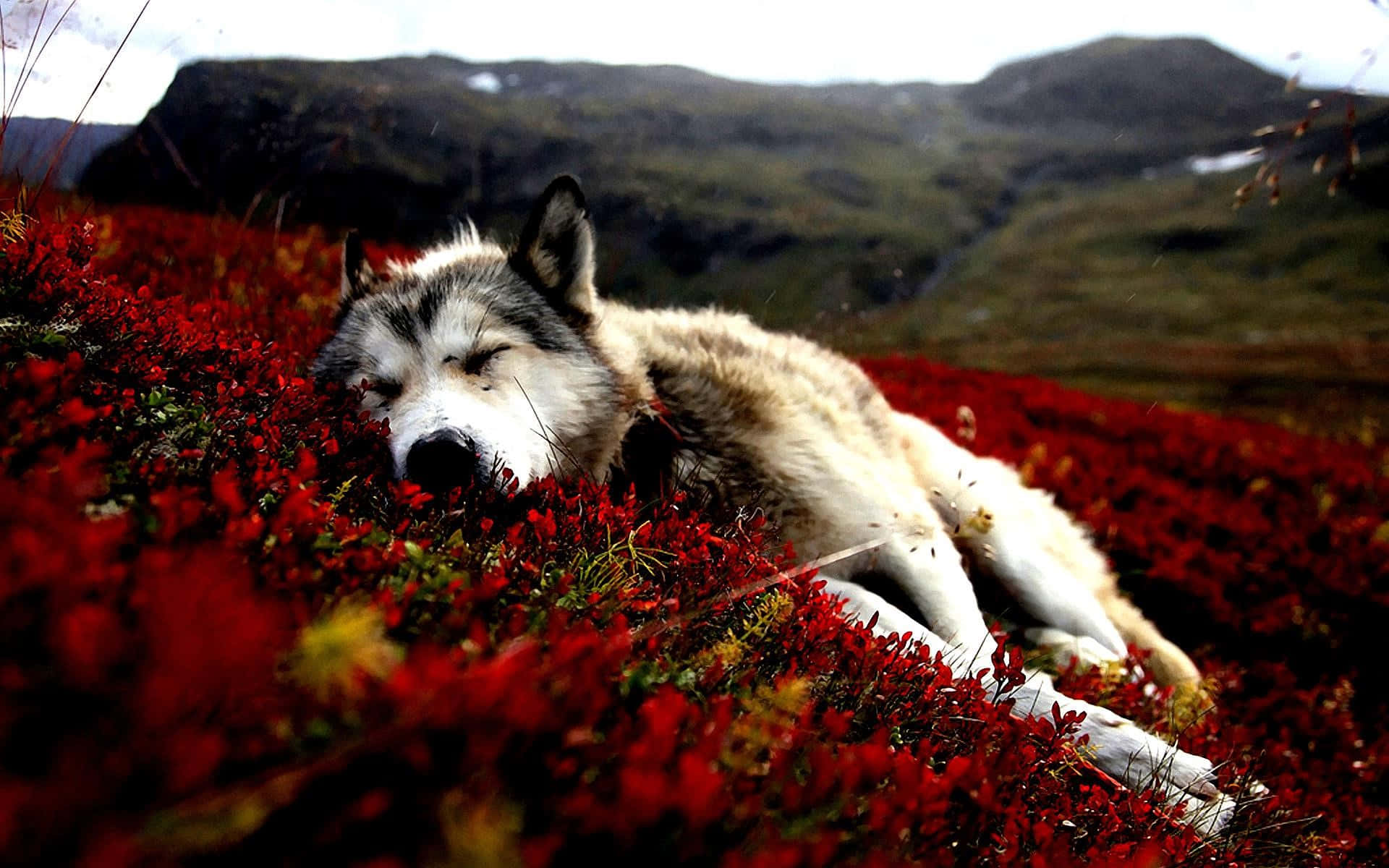 White Siberian Husky Sleeping On The Field