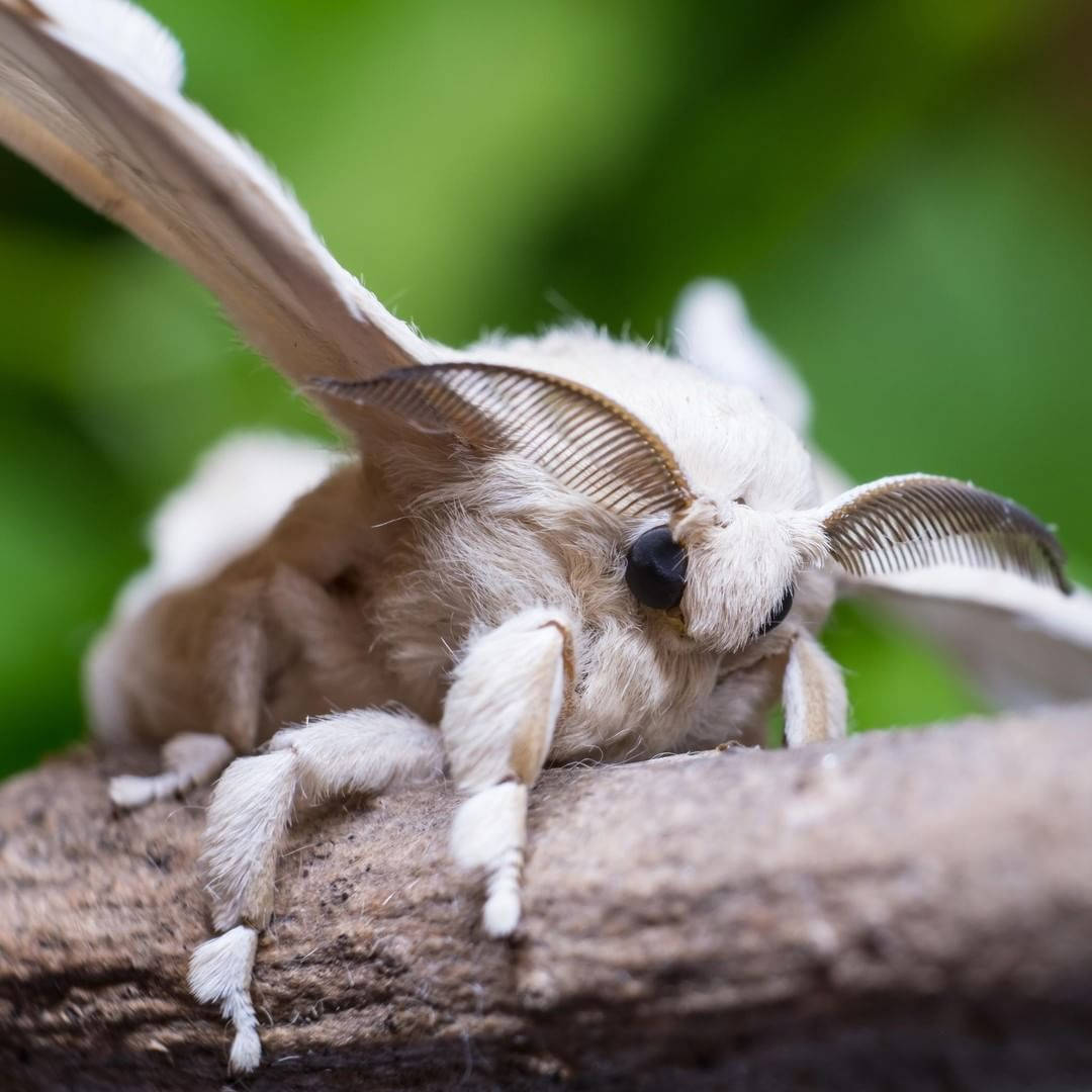 White Silkmoth Poodle Perching On A Branch Background